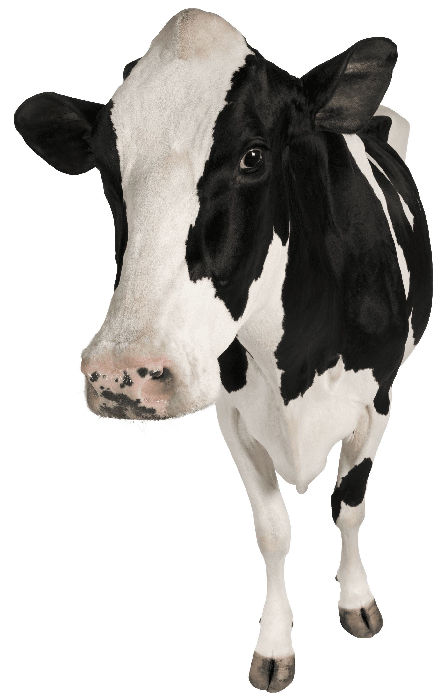 Alimentation animale