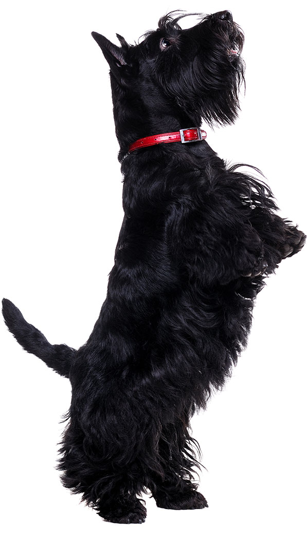 Salon De Toilettage Kanimousse dog grooming listing photo